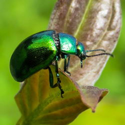 Gastrophysa viridula Gastrophysa viridula